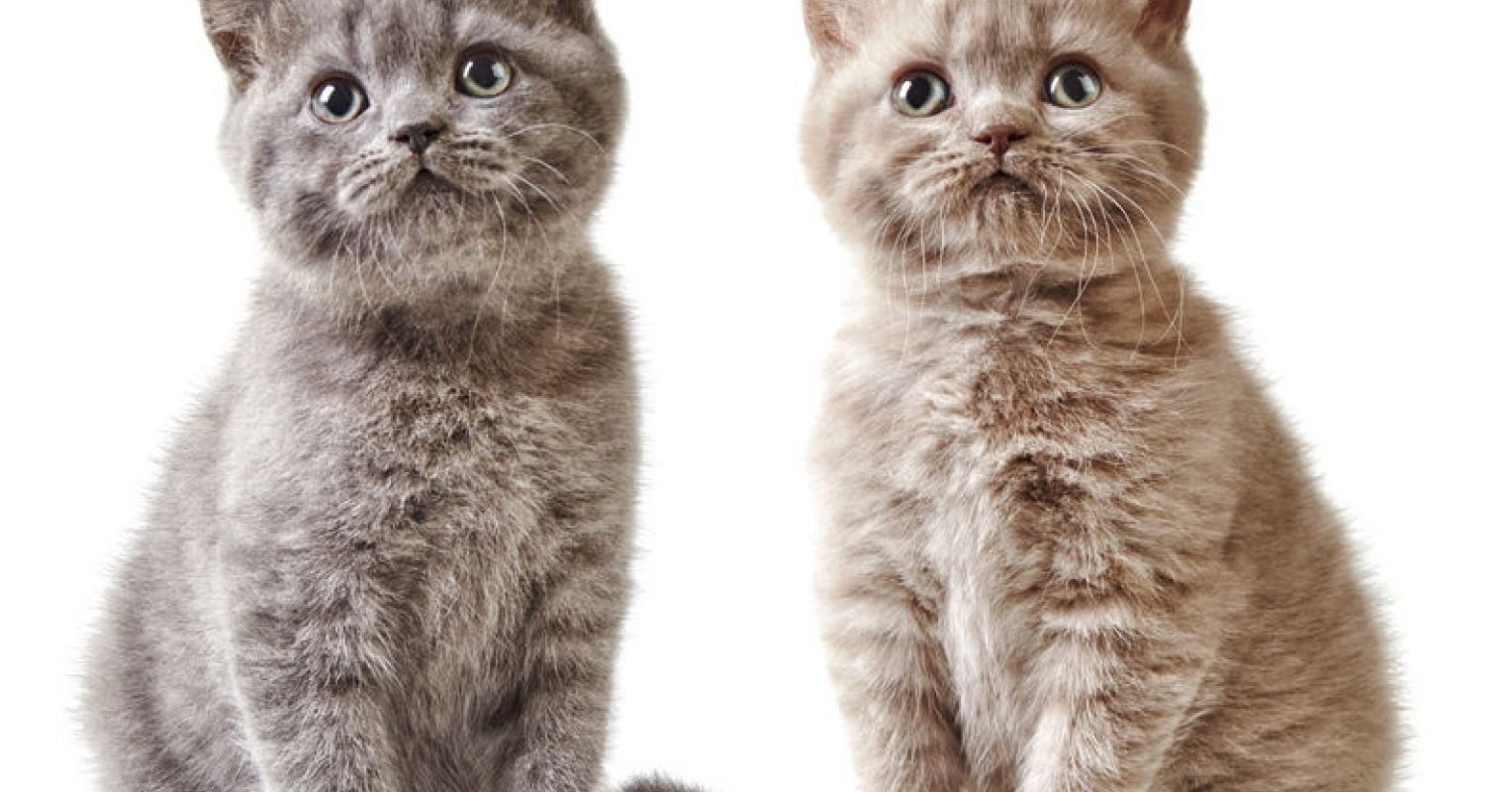 Cats
