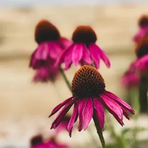 Pink flowers in front of a Western sign