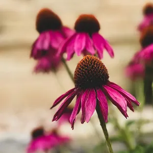 Pink flowers in front of a Western sign