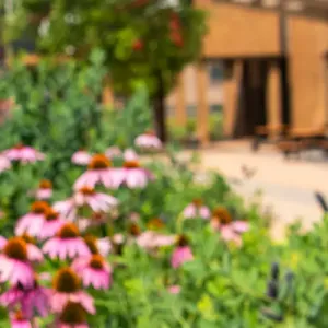 Flowerbed of purple coneflowers, with Kumm Center in the background