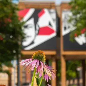 Purple Coneflowers in the Cleary Courtyard of Western's campus