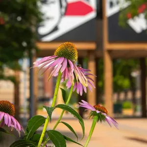 Purple Coneflowers in the Cleary Courtyard of Western's campus
