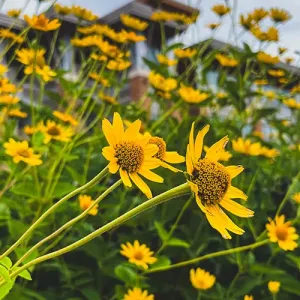Yellow flowers with the Integrated Technology Center in the background