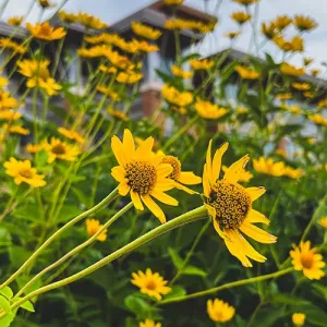 Yellow flowers with the Integrated Technology Center in the background