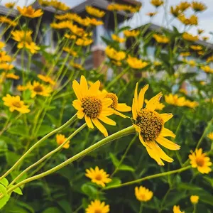 Yellow flowers with the Integrated Technology Center in the background