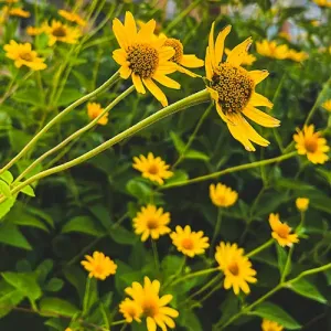 Yellow flowers with the Integrated Technology Center in the background