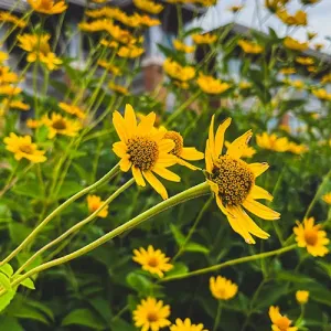 Yellow flowers with the Integrated Technology Center in the background