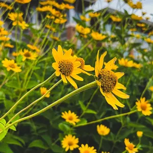Yellow flowers with the Integrated Technology Center in the background
