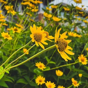 Yellow flowers with the Integrated Technology Center in the background