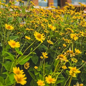Yellow flowers with the Integrated Technology Center in the background