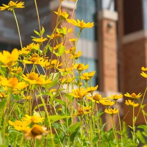 Yellow flowers with the Integrated Technology Center in the background