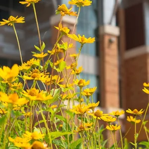 Yellow flowers with the Integrated Technology Center in the background