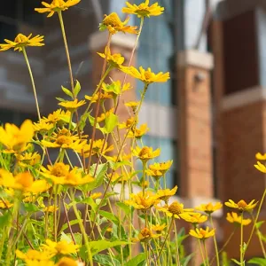 Yellow flowers with the Integrated Technology Center in the background