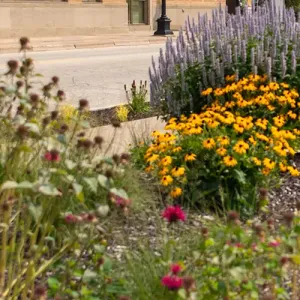 The garden in Western's Urban Greenspace