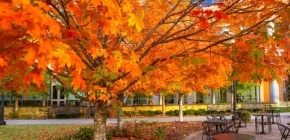Thanksgiving Fall Fall Day
